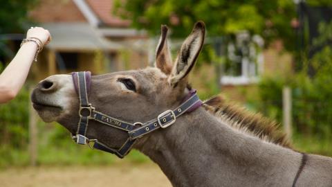 ANZ to Introduce Technology for Detecting Mule Accounts