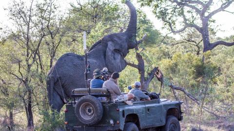 WildEarth NFTs Highlight the Importance of Supporting People Alongside Wildlife Conservation