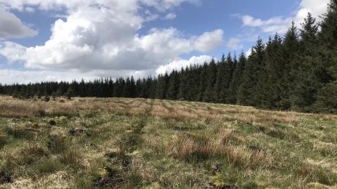 Scottish National Investment Bank Pledges £50 Million for Woodland Management